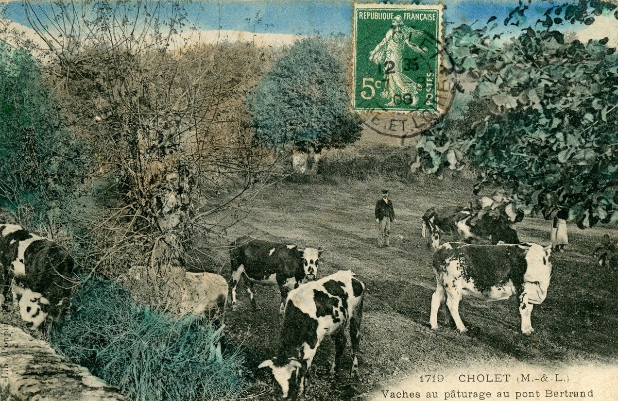 8Fi1227 - Vaches au pâturage au Pont Bertrand, 1908