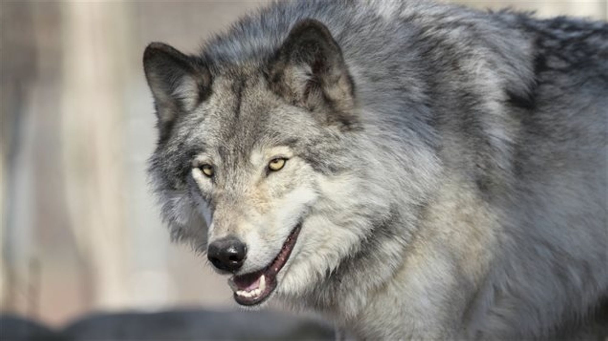 Photographie d'un loup. Coll. particulière