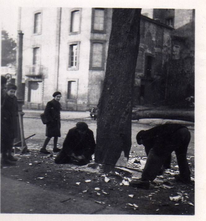 14Num - Abattage des arbres, janvier 1945. Fonds Robichon